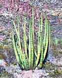 Organ Pipe Cactus