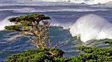 Point Lobos - Monterey County, CA