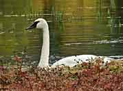 Trumpeter Swans, Potter Marsh, Anchorage, Alaska