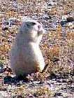 Prairie Dog