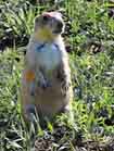 Prairie Dog - Colorado Plains