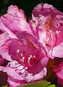 rhododendron blossoms - Blue Ridge Parkway