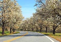 Road to Rutledge, Georgia