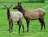 Roosevelt Elk