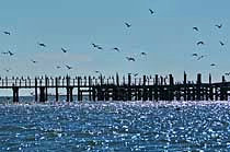 Shorebird Haven - Atsena Otie Key, Florida