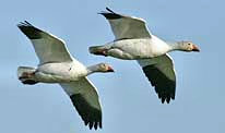 Skagit Valley Snow Geese - Skagit County, Washington