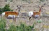 Steens Pronghorn