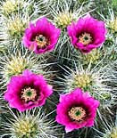 Strawberry Hedgehog Blossoms - South Mountain Park, AZ