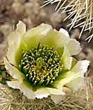 Teddybear Cholla Blossom