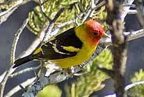 Western Tanager - Mesa Verde National Park, Cortez, Colorado