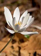 Windflower - West Virginia wildflower