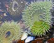 Yaquina Head Tidepool Denizens - Newport, Oregon